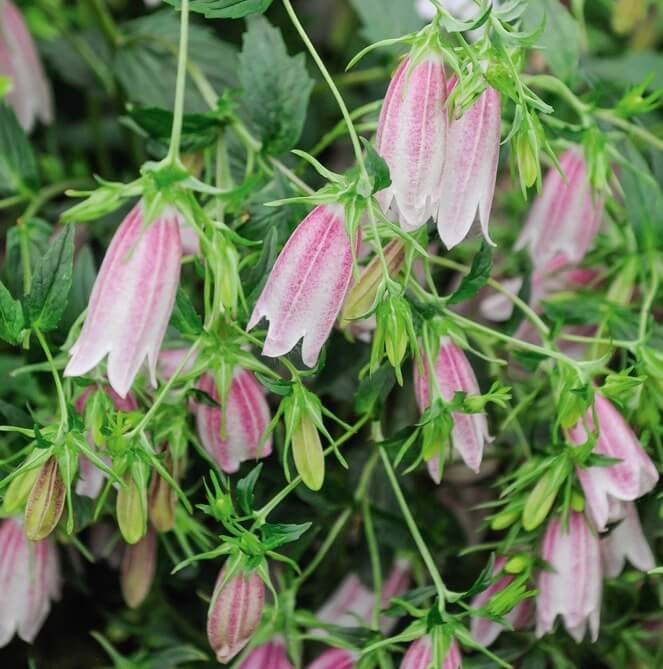 Campanula takesimana 'Elizabeth' (Korean Bellflower)